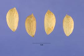   Seeds:   Olea europaea ; Photo by S. Hurst, USDA-NRCS Plants Database
